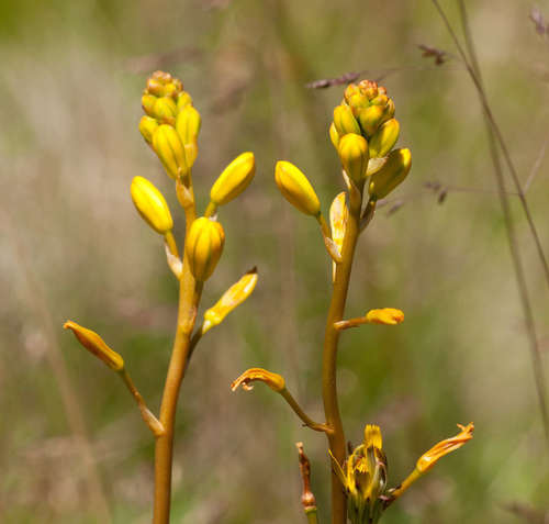 Bulbine bulbosa (Bulbine bulbosa)