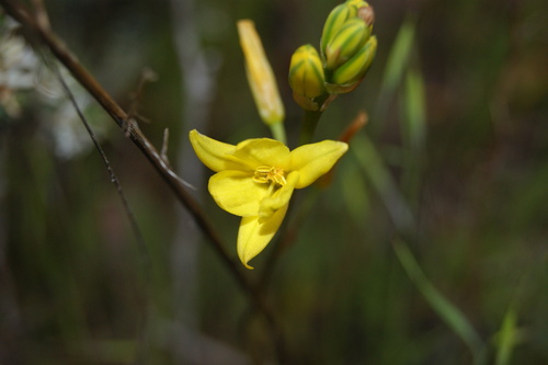 Bulbine bulbosa (Bulbine bulbosa)