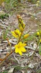 Bulbine bulbosa (Bulbine bulbosa)