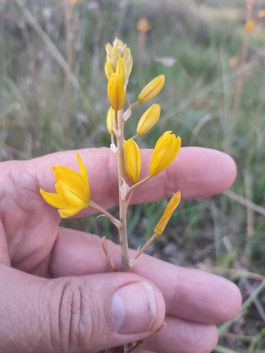 Bulbine bulbosa (Bulbine bulbosa)
