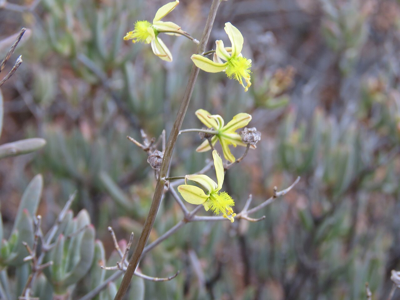 Bulbine favosa: Bulbine favosa, photographed by Ronald Flipphi, on 25 October 2019, along the N323, about 1.5 km northwest of Amalienstein, near Zoar, on the southern edge of t