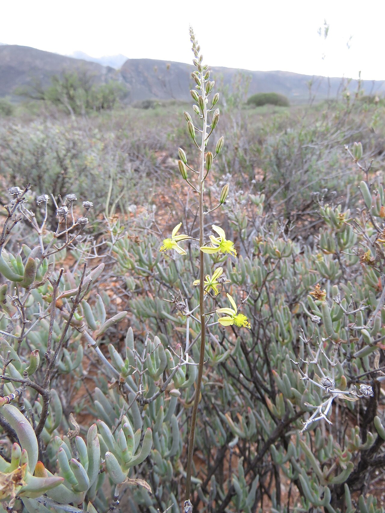 Bulbine favosa: Bulbine favosa, photographed by Ronald Flipphi, on 25 October 2019, along the N323, about 1.5 km northwest of Amalienstein, near Zoar, on the southern edge of t