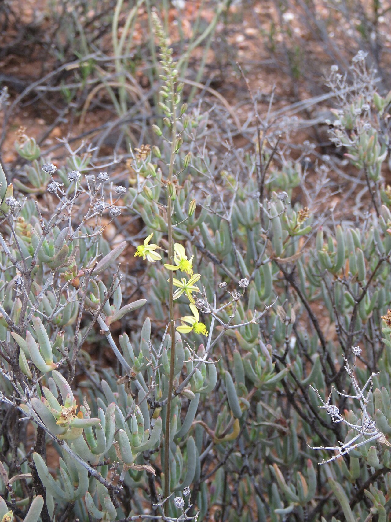 Bulbine favosa: Bulbine favosa, photographed by Ronald Flipphi, on 25 October 2019, along the N323, about 1.5 km northwest of Amalienstein, near Zoar, on the southern edge of t
