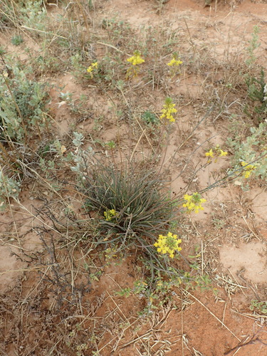 Snake flower (Bulbine frutescens)