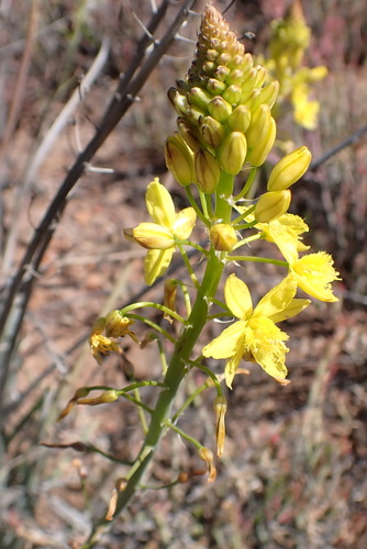Snake flower (Bulbine frutescens)