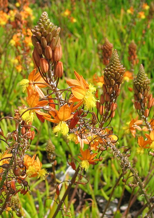 Snake flower: Bulbine caulescens flower
