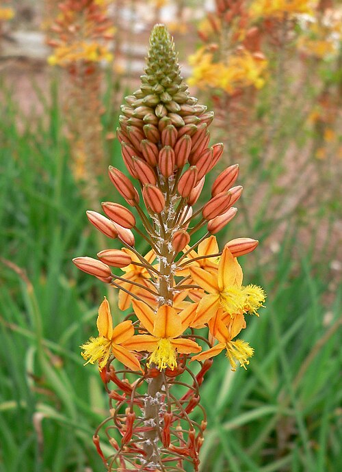 Snake flower: Bulbine frutescens at the UNLV arboretum, Las Vegas, Nevada