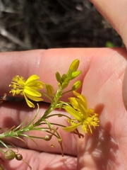 Snake flower (Bulbine frutescens)