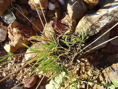Snake flower (Bulbine frutescens)