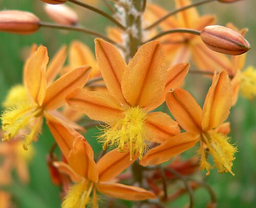 Snake flower: Bulbine frutescens at the UNLV arboretum, Las Vegas, Nevada