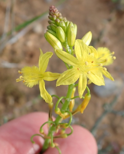 Snake flower (Bulbine frutescens)