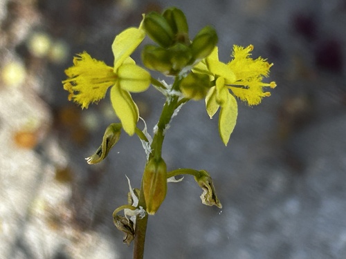 Snake flower (Bulbine frutescens)