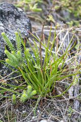 Bulbine lagopus (Bulbine lagopus)