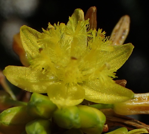 Bulbine lagopus (Bulbine lagopus)