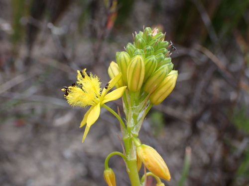 Bulbine lagopus (Bulbine lagopus)