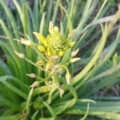 Bulbine lagopus (Bulbine lagopus)