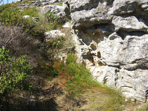 Bulbine lagopus (Bulbine lagopus)