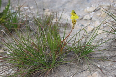 Bulbine lagopus (Bulbine lagopus)
