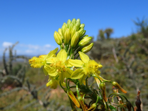 Bulbine lagopus (Bulbine lagopus)