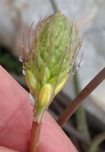 Bulbine lagopus (Bulbine lagopus)