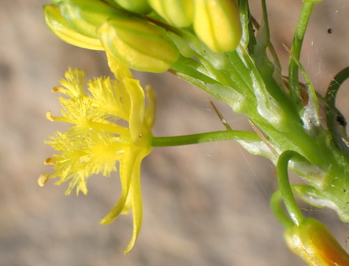 Bulbine lagopus (Bulbine lagopus)