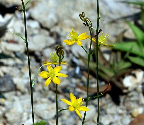 Water glass: Detail of flowers of plant Bulbine mesembryanthemoides , ( Bulbine mesembryanthemoides ), the Botanical Gardens of Charles University , Prague , Czech Republic
