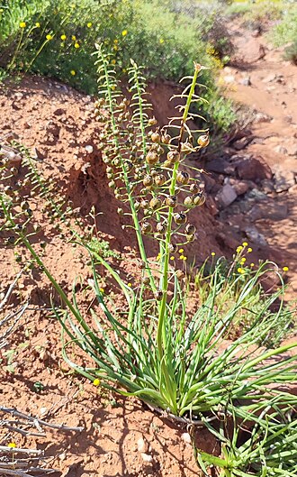 Bulbine namaensis: Photo of Bulbine namaensis uploaded from iNaturalist .