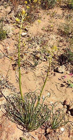 Bulbine namaensis: Photo of Bulbine namaensis uploaded from iNaturalist .
