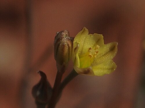 Bulbine semibarbata: Bulbine semibarbata var depilata flower