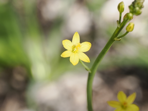 Bulbine semibarbata (Bulbine semibarbata)
