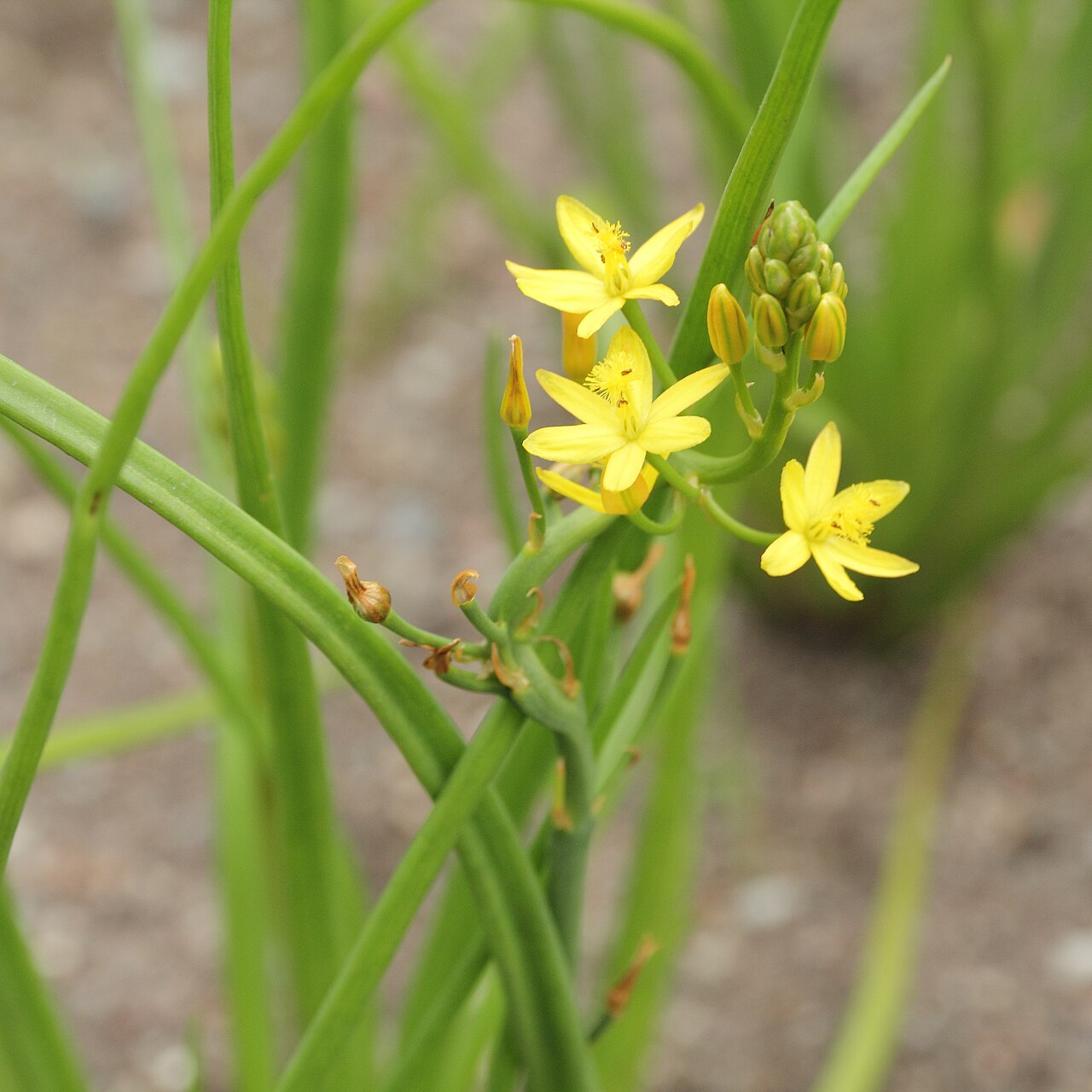 Bulbine semibarbata: Bulbine semibarbata i Bergianska trädgården .