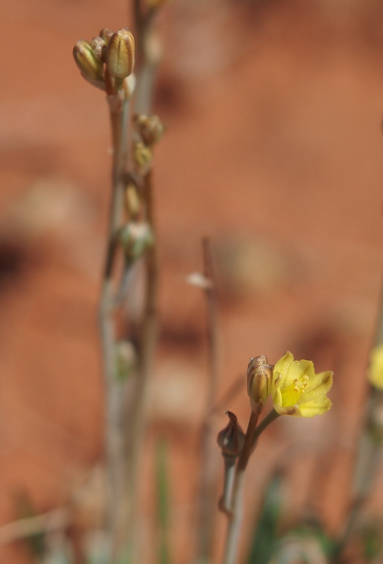 Bulbine semibarbata: Bulbine semibarbata var depilata flower and fruit