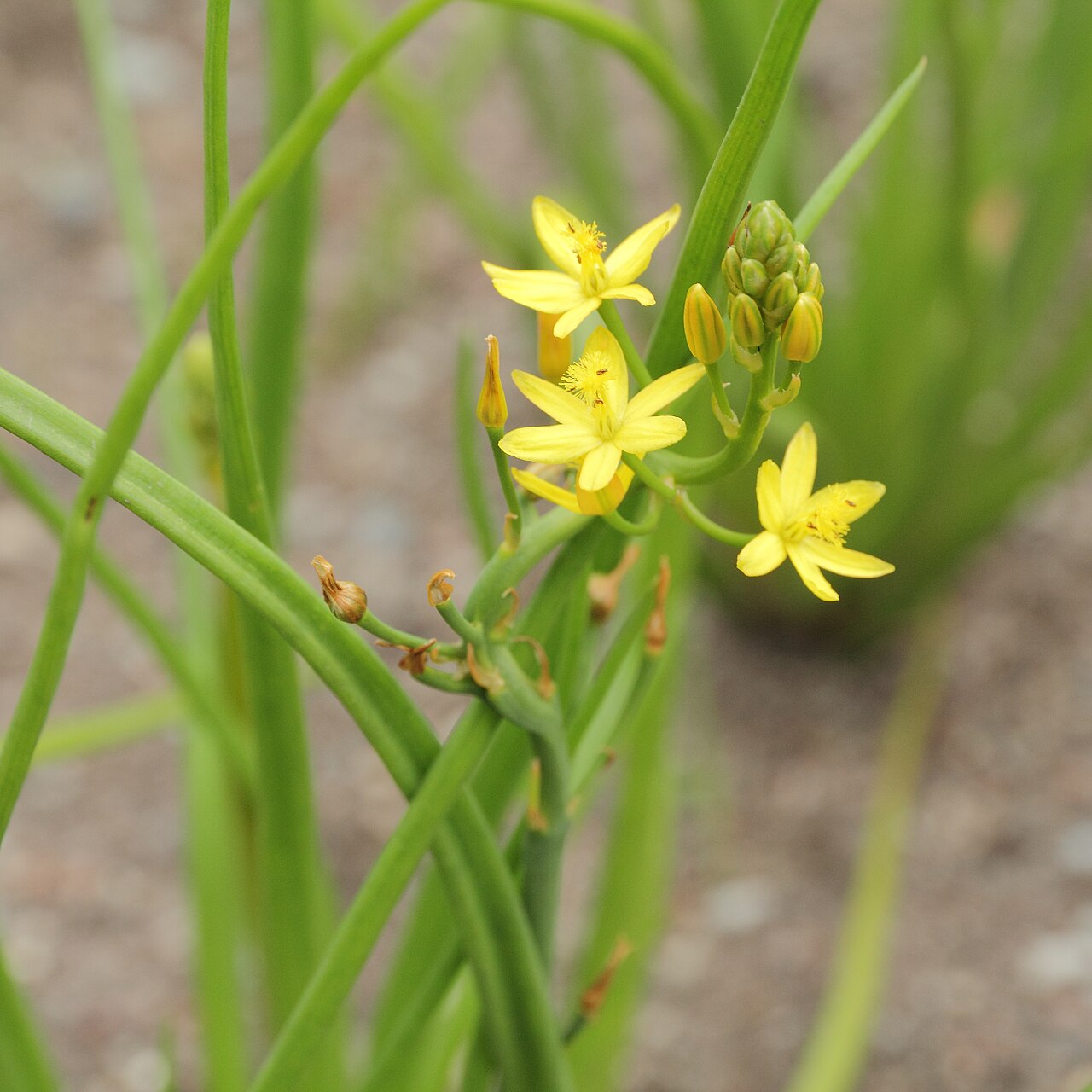 Bulbine semibarbata: Bulbine semibarbata i Bergianska trädgården .