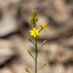 Bulbine semibarbata (Bulbine semibarbata)