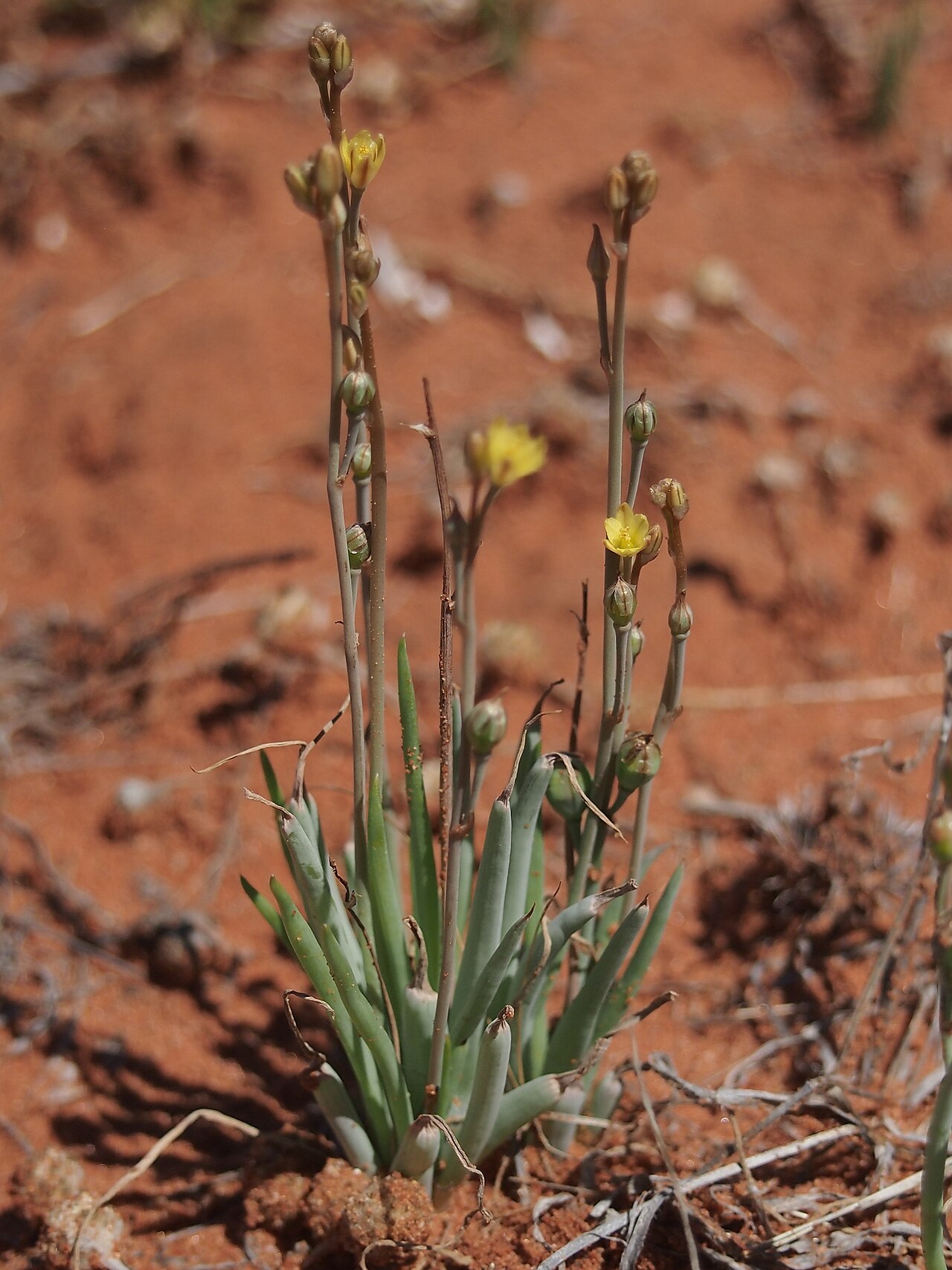 Bulbine semibarbata: Bulbine semibarbata var depilata