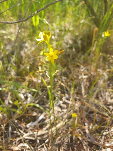 Bulbine semibarbata (Bulbine semibarbata)