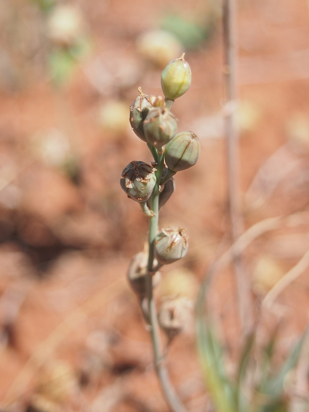 Bulbine semibarbata: Bulbine semibarbata var depilata fruit