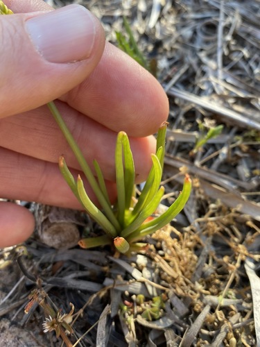 Bulbine semibarbata (Bulbine semibarbata)