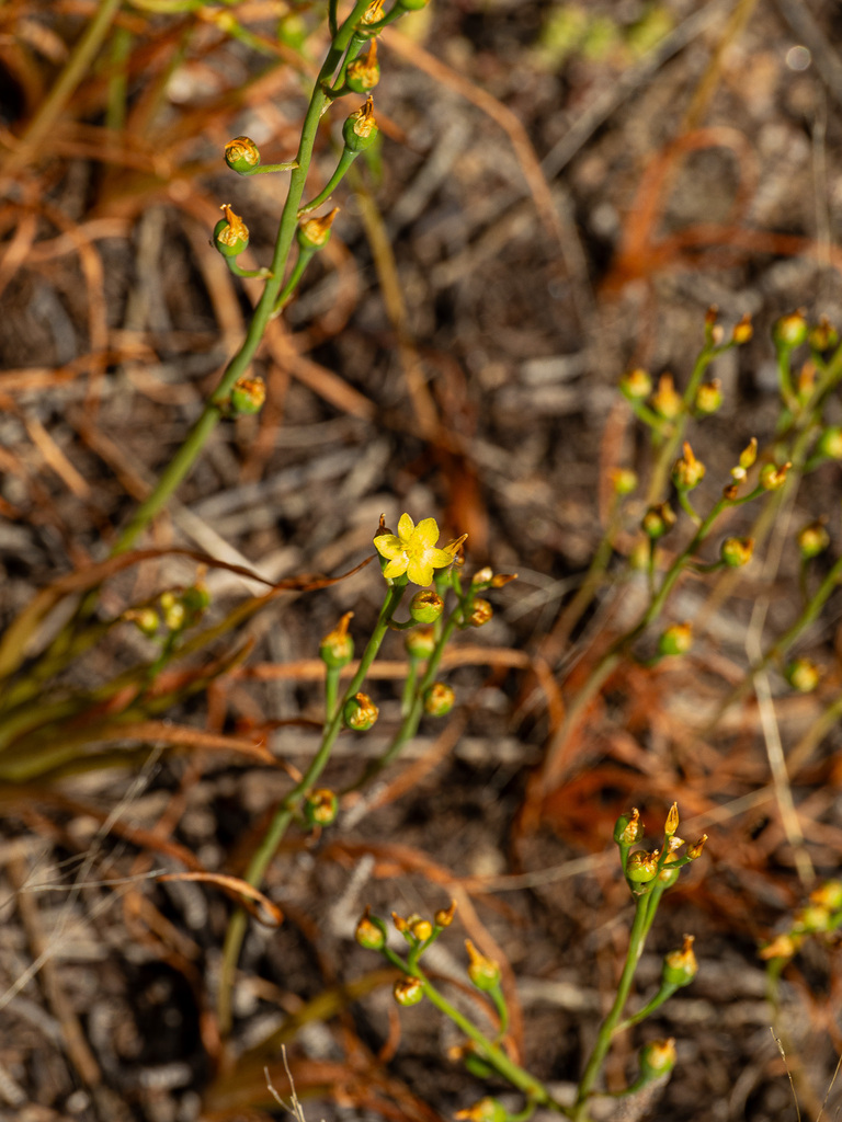 Bulbine semibarbata (Bulbine semibarbata)