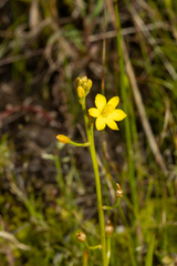 Bulbine semibarbata (Bulbine semibarbata)