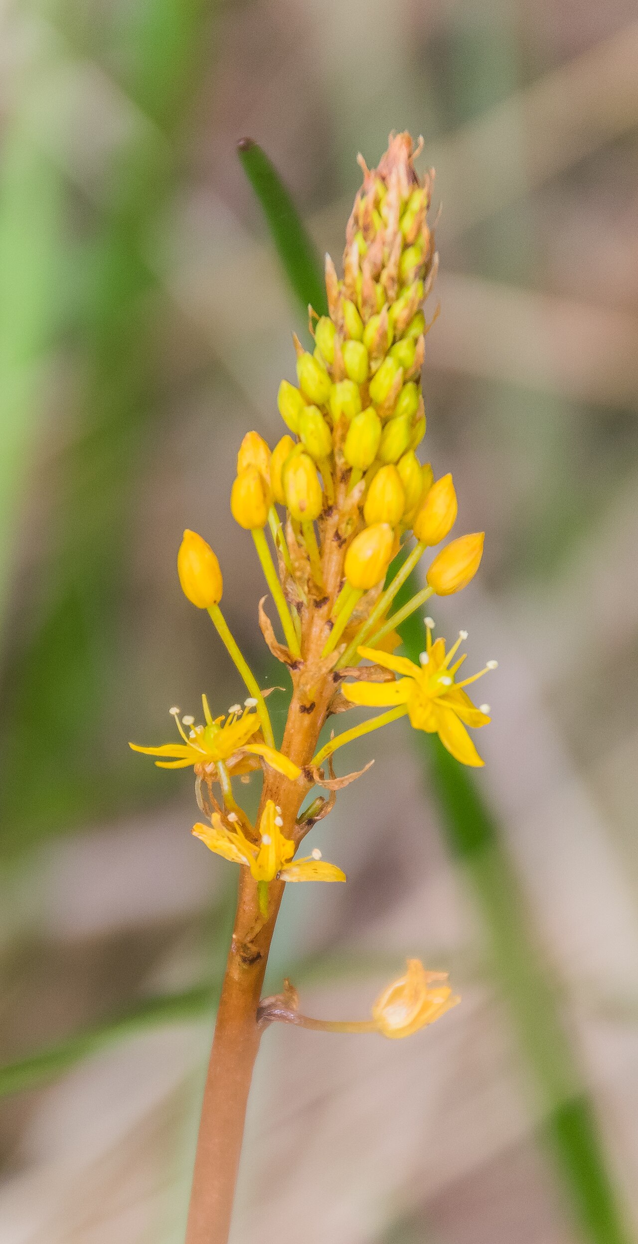 Bulbinella angustifolia: Bulbinella angustifolia in Burwood Bush Scientific Reserve in Southland region, South Island of New Zealand