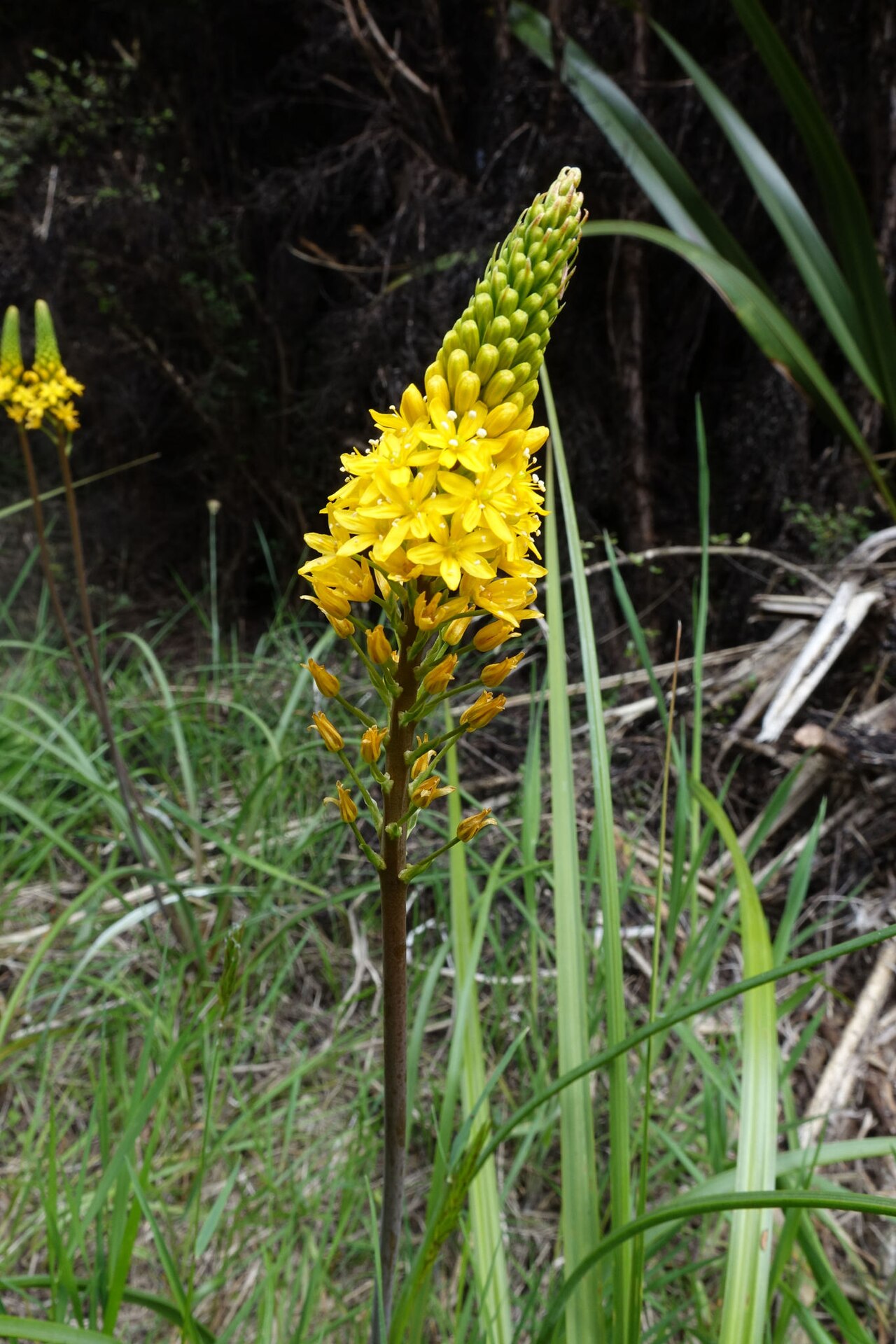 Bulbinella angustifolia: Bulbinella angustifolia, Upper Waitati 9085, New Zealand, 2017-11-26 (iNaturalist).