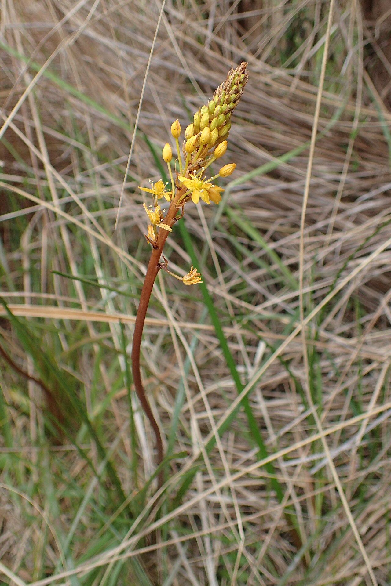 Bulbinella angustifolia: Bulbinella angustifolia in Red Tussock Reserve near The Key, Southland