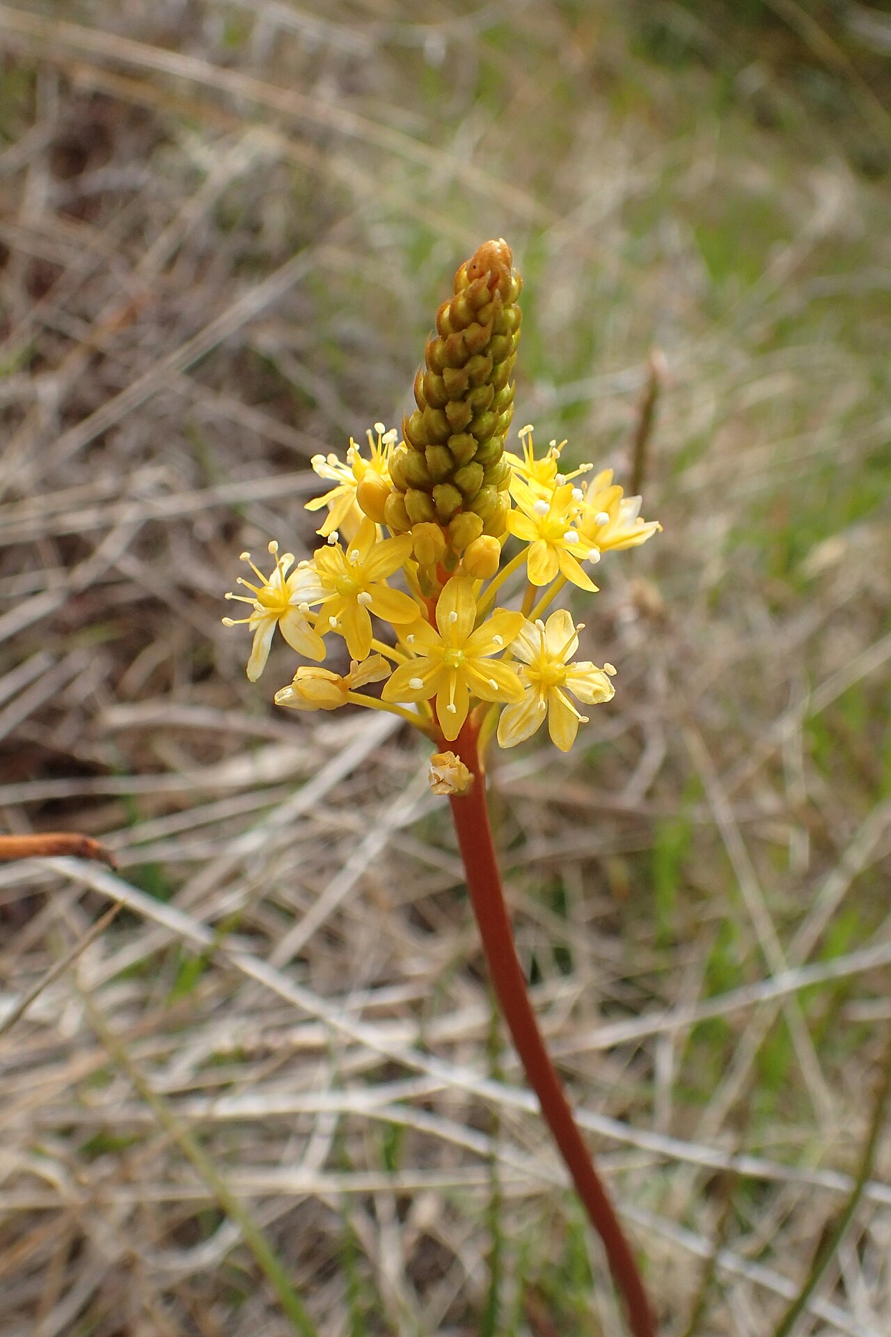 Bulbinella angustifolia: Bulbinella angustifolia in Red Tussock Reserve near The Key, Southland