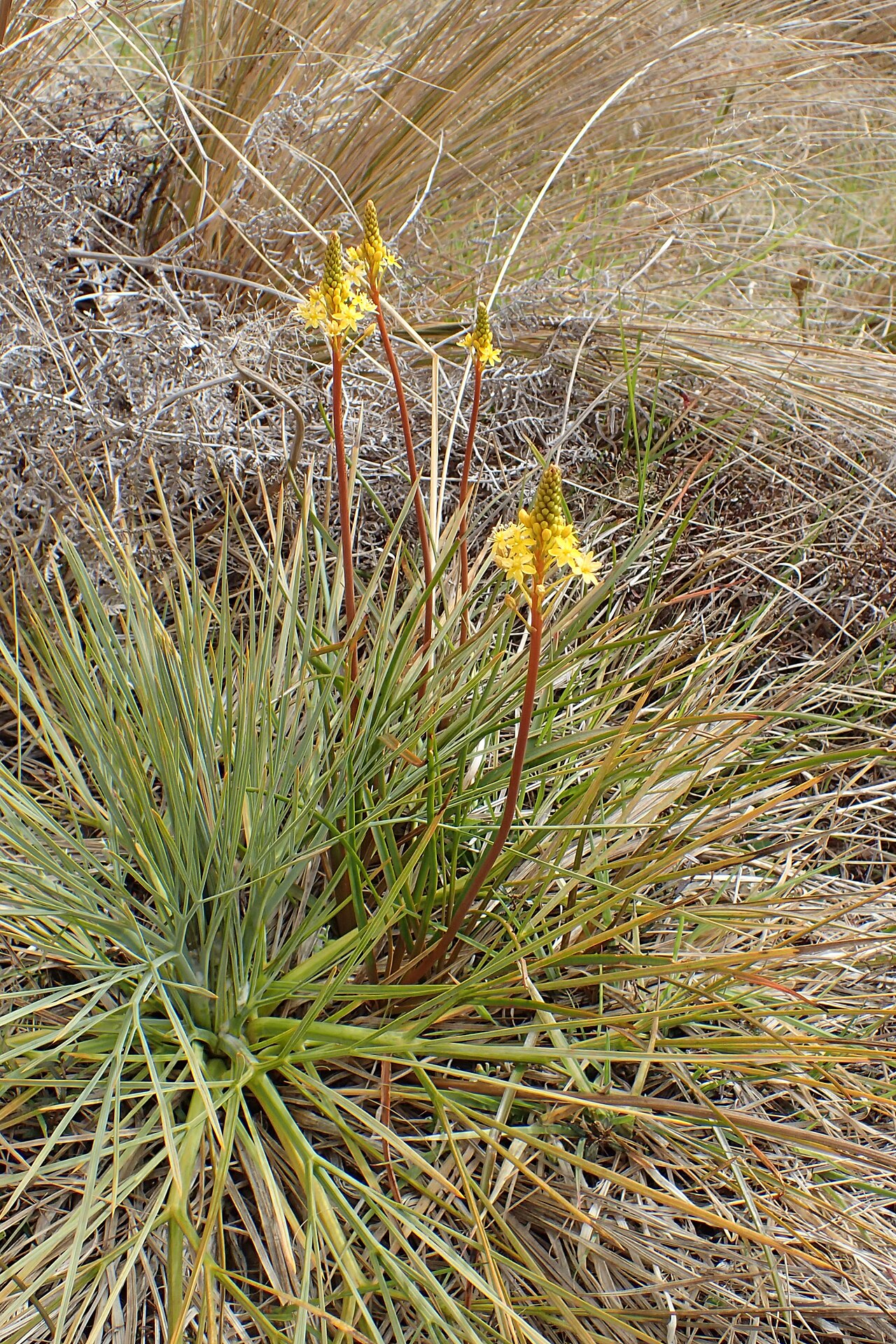 Bulbinella angustifolia: Bulbinella angustifolia with Aciphylla glaucescens in Red Tussock Reserve near The Key, Southland