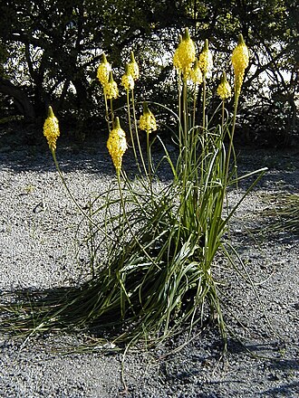Bulbinella angustifolia: Bulbinella angustifolia . Real Jardín Botánico de Madrid .