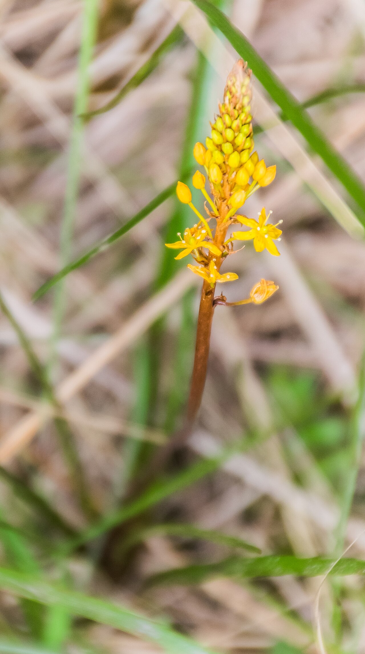 Bulbinella angustifolia: Bulbinella angustifolia in Burwood Bush Scientific Reserve in Southland region, South Island of New Zealand