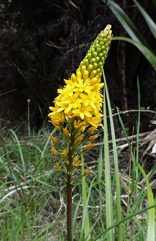 Bulbinella angustifolia: Bulbinella angustifolia, Upper Waitati 9085, New Zealand, 2017-11-26 (iNaturalist).