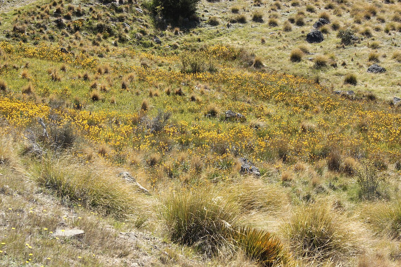 Bulbinella angustifolia: Bulbinella angustifolia, Bannockburn 9384, New Zealand, 2023-12-04 (iNaturalist).