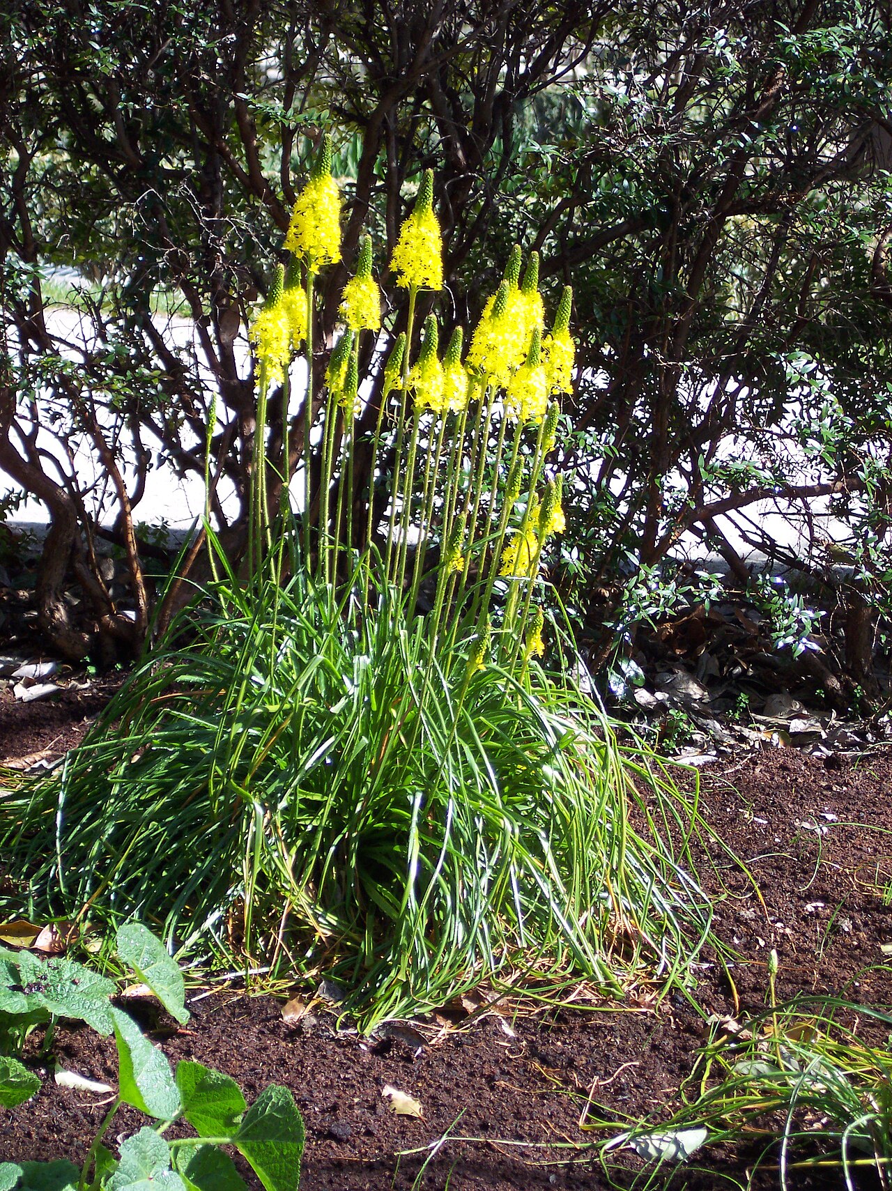 Bulbinella angustifolia: Bulbinella angustifolia . Real Jardín Botánico de Madrid .
